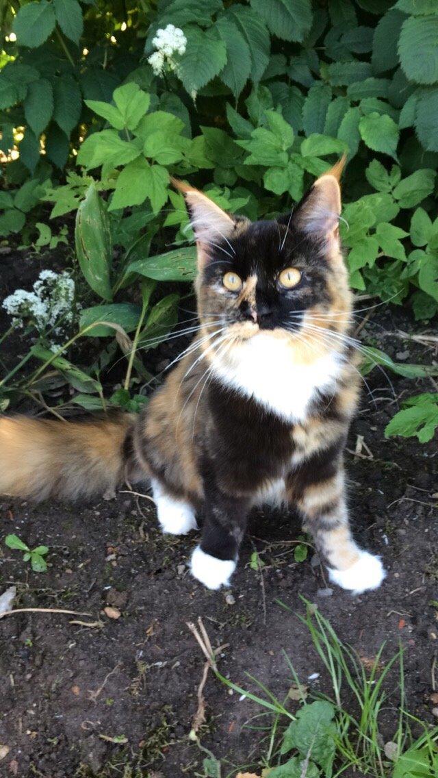 Maine Coon DK Nimrodel's Lúthien billede 20