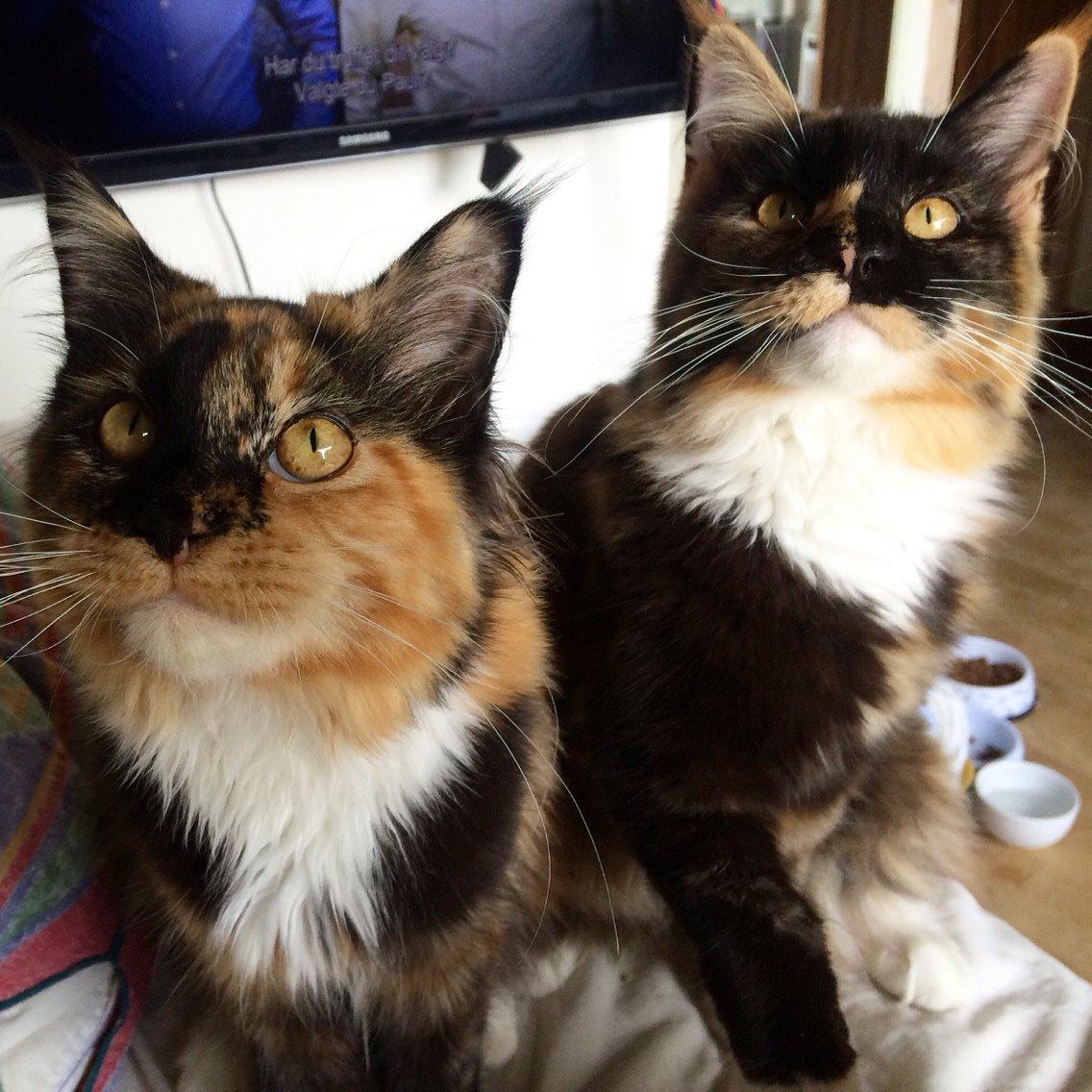 Maine Coon DK Nimrodel's Lúthien billede 18