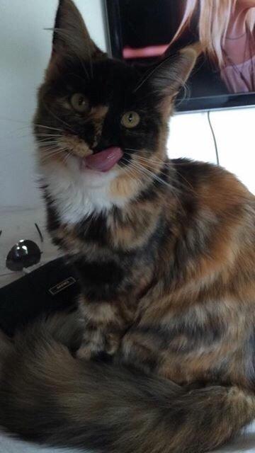 Maine Coon DK Nimrodel's Lúthien billede 24