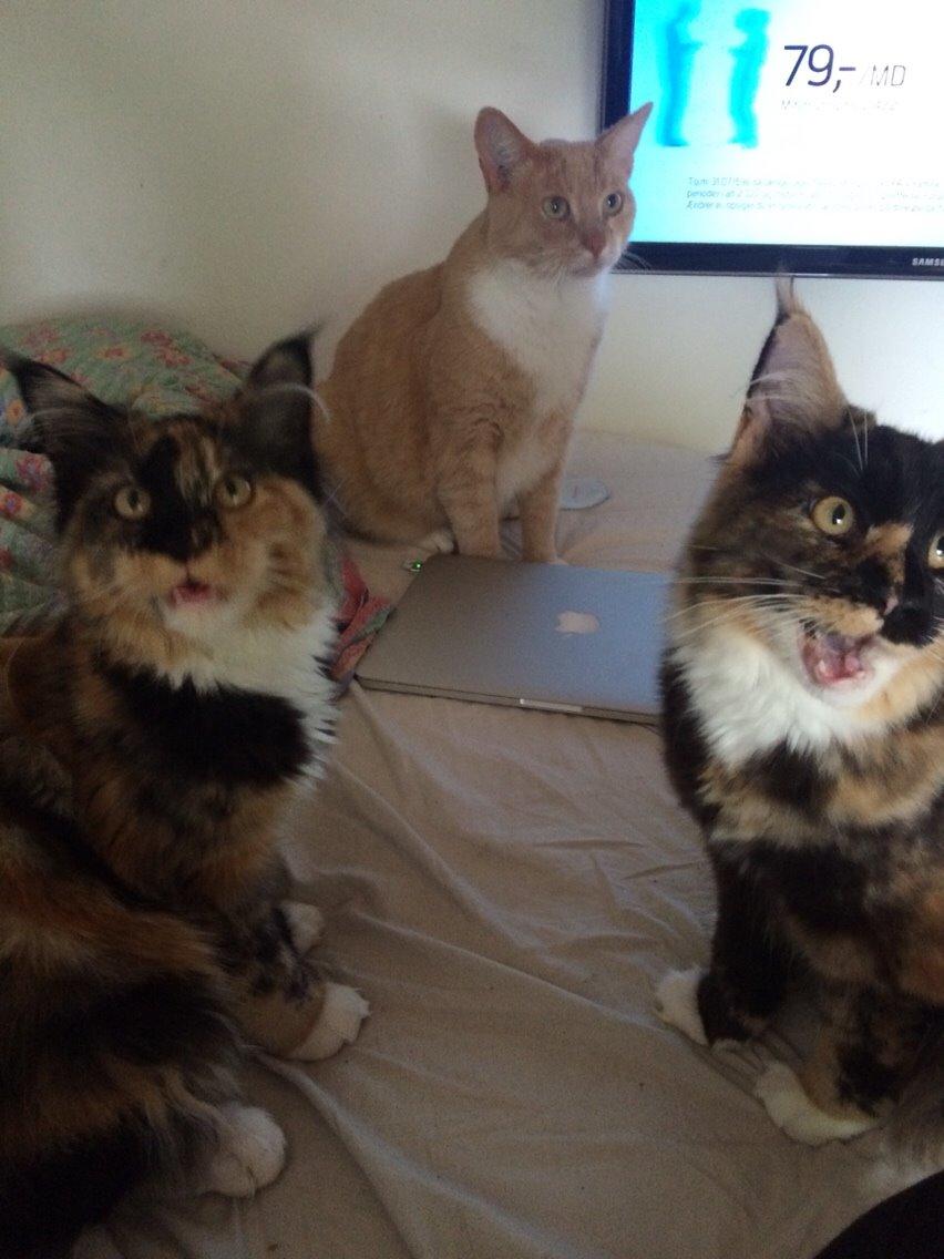 Maine Coon DK Nimrodel's Lúthien billede 22