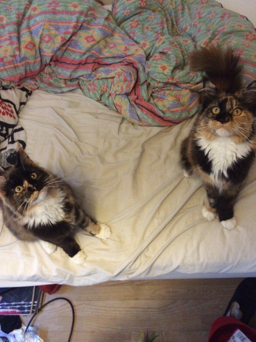 Maine Coon DK Nimrodel's Lúthien billede 25