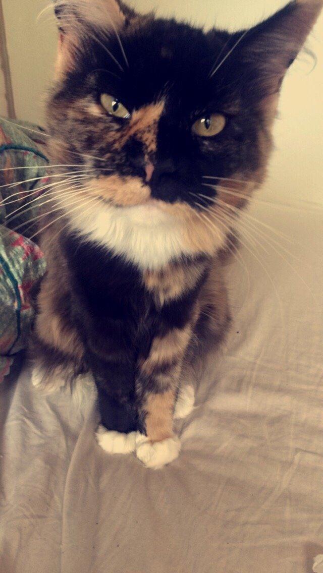 Maine Coon DK Nimrodel's Lúthien billede 26