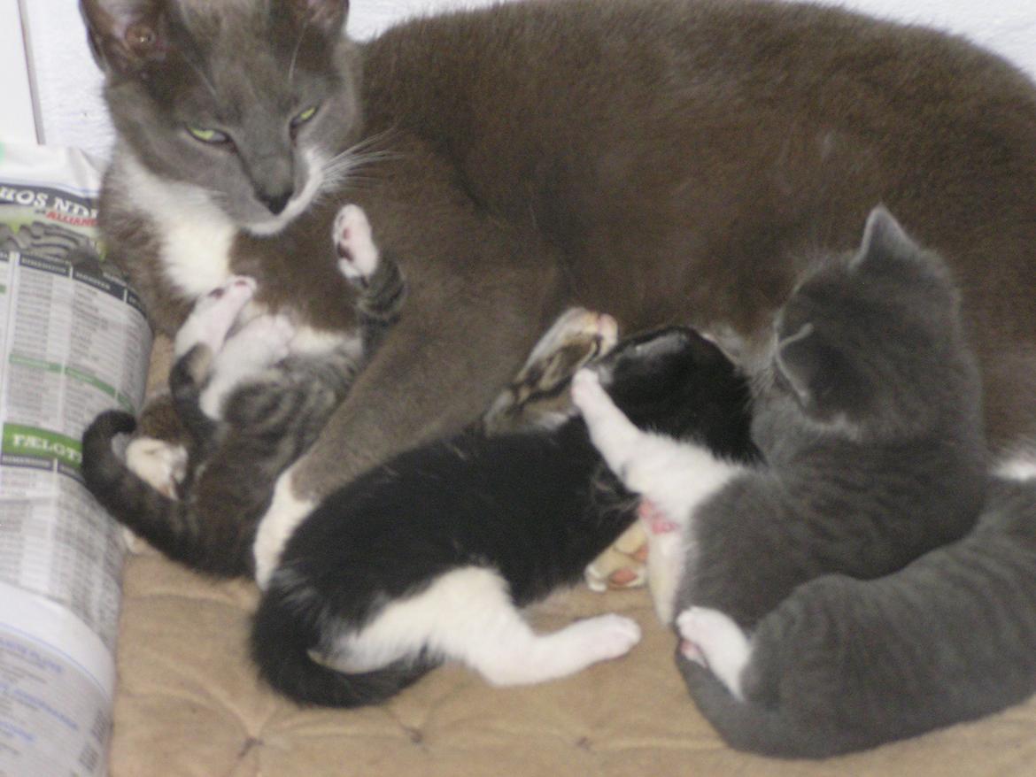 Huskat Kildelunds Claus - mad sammen med de andre vildbasser billede 2