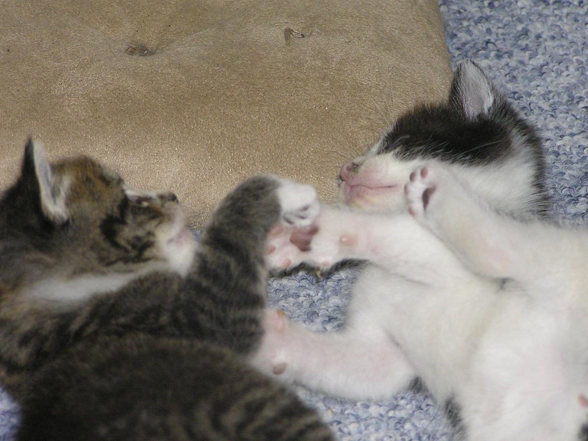 Huskat Kildelunds Claus - velkommem til Claus' profil.. Claus og hans søster Winnie billede 1