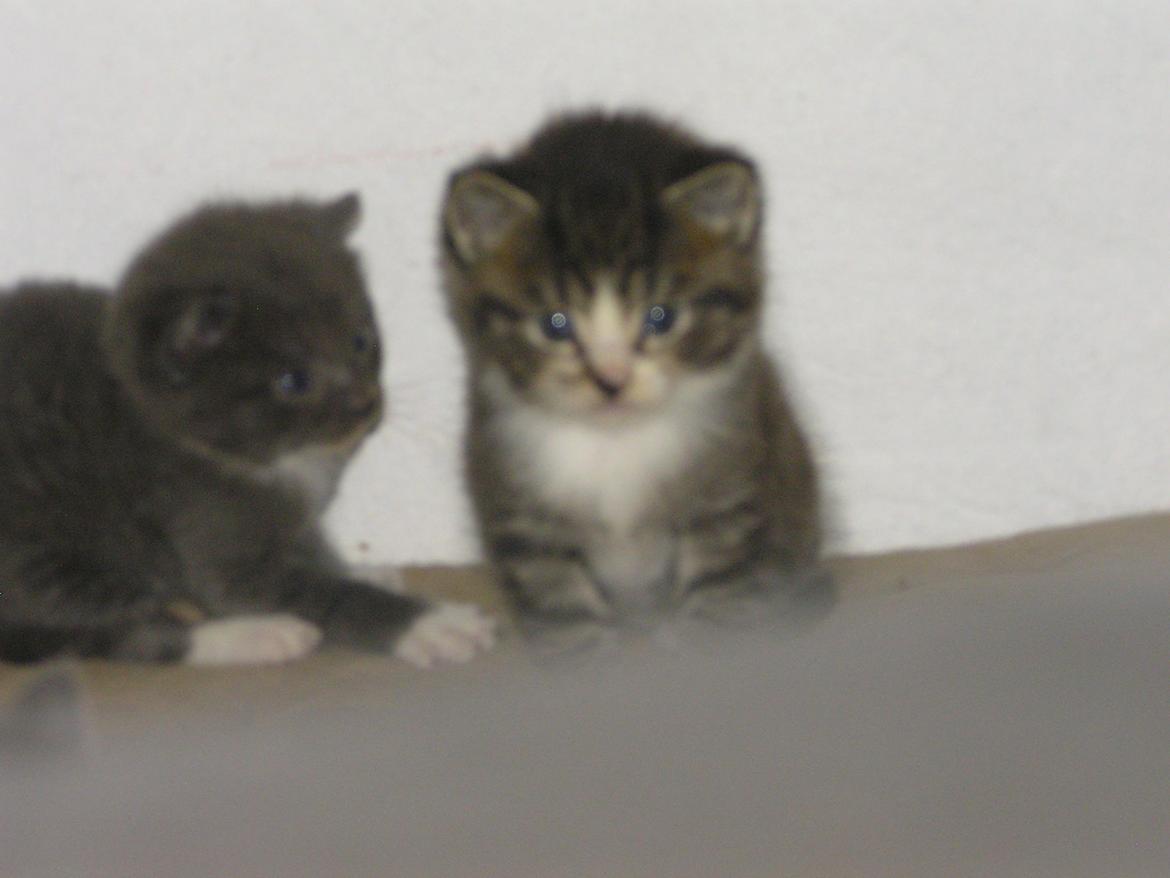 Huskat Kildelunds Claus - Balder og Claus billede 4