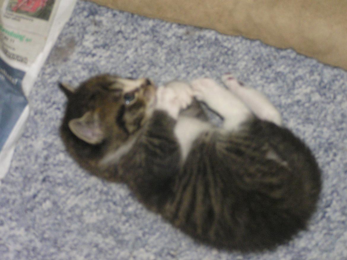 Huskat Kildelunds Claus - Baby billede 3