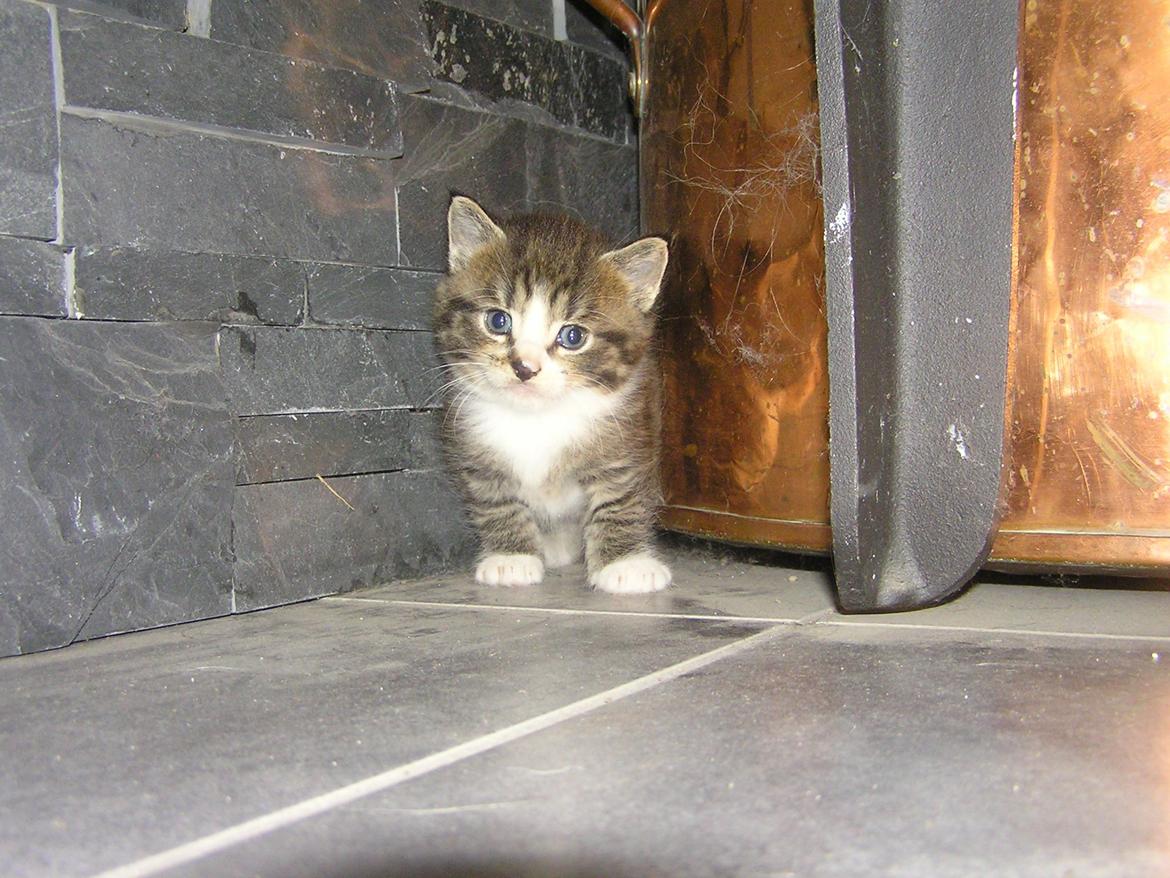 Huskat Kildelunds Claus - Prutten billede 5