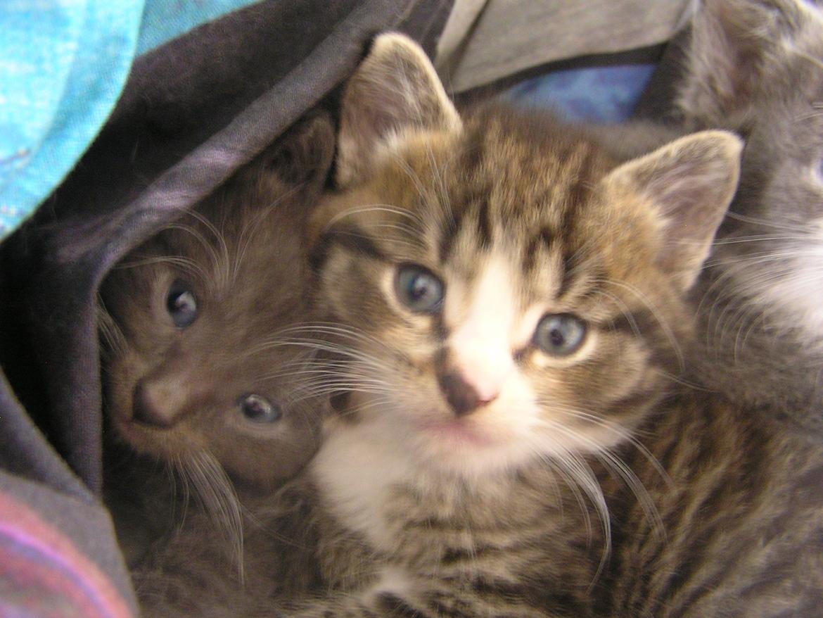 Huskat Kildelunds Claus - Balder og Claus billede 6