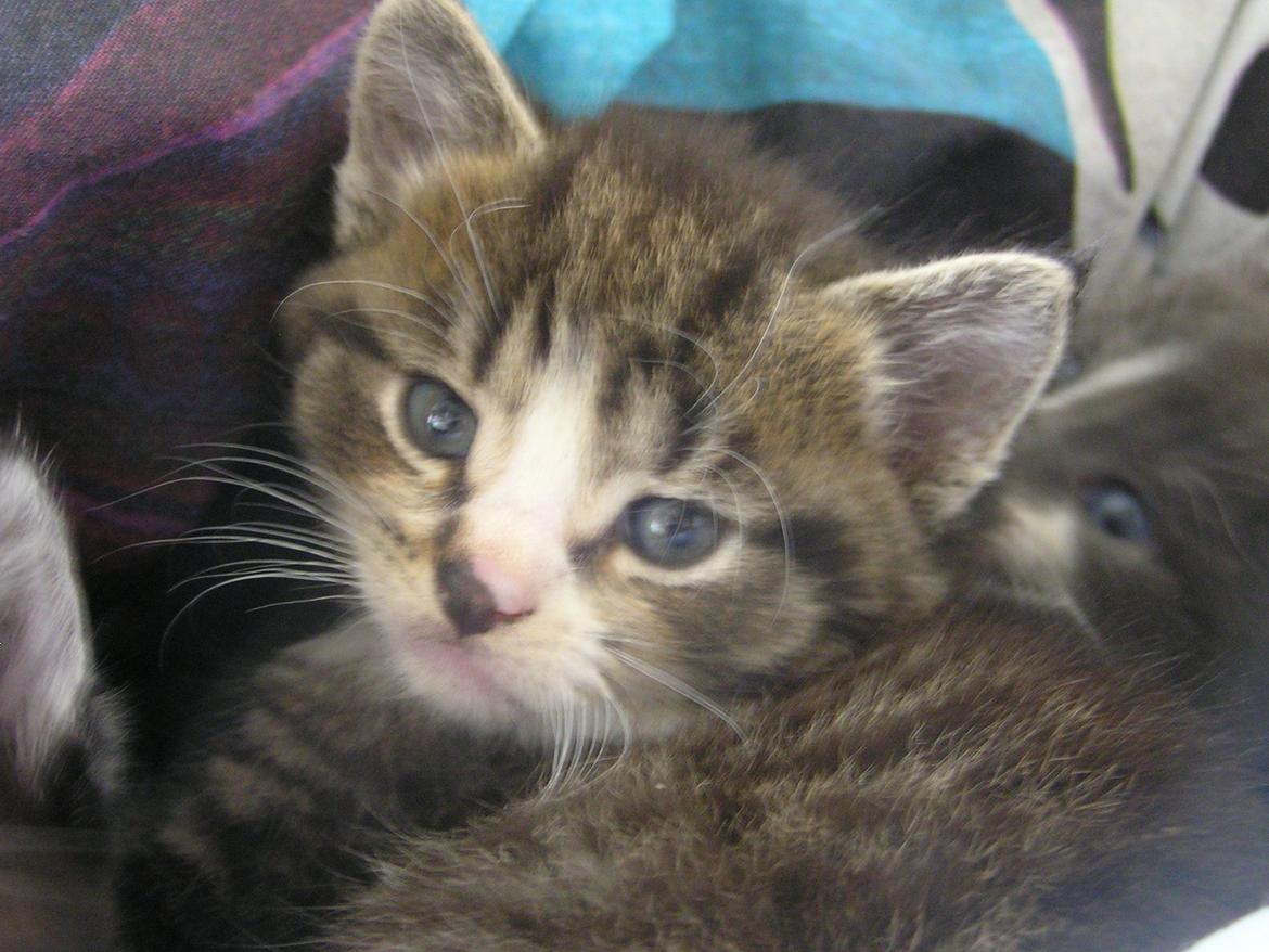 Huskat Kildelunds Claus - Tak fordi i så med.. smid gerne en kommentar;).. billede 7