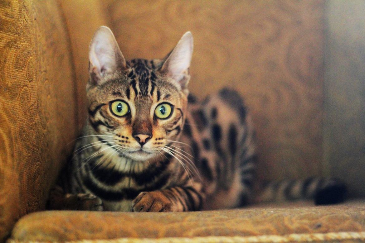 Bengal Kungsgarden Vladimir billede 6