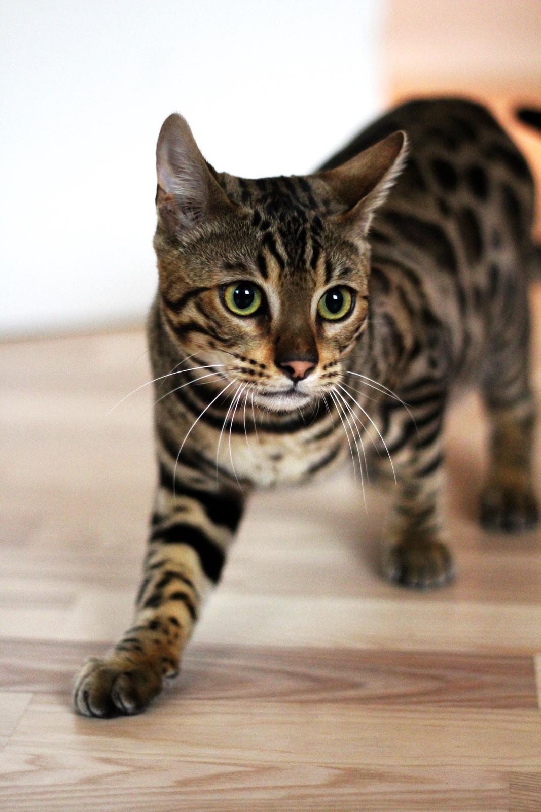 Bengal Kungsgarden Vladimir billede 11