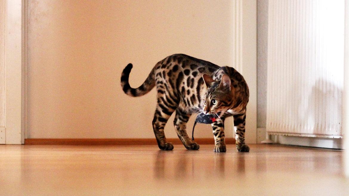 Bengal Kungsgarden Vladimir billede 2