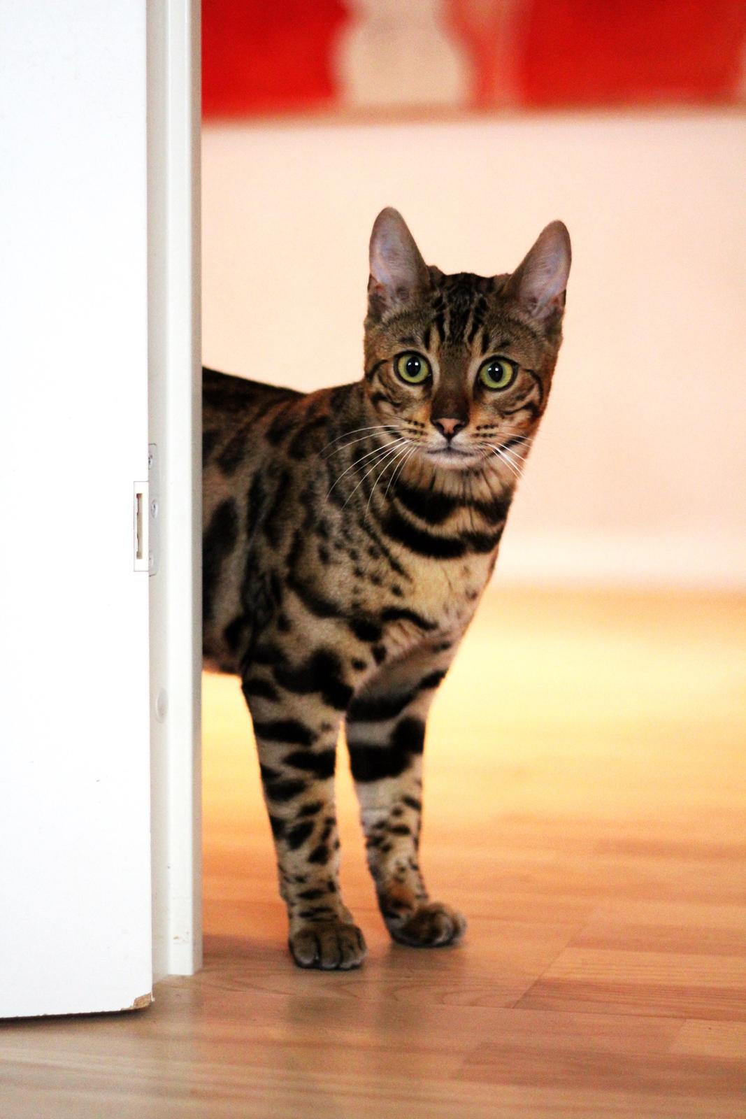 Bengal Kungsgarden Vladimir billede 16