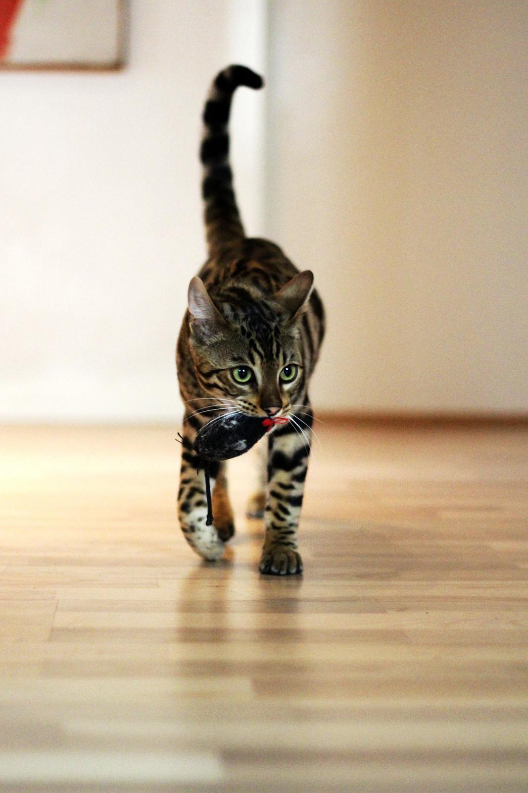 Bengal Kungsgarden Vladimir billede 15