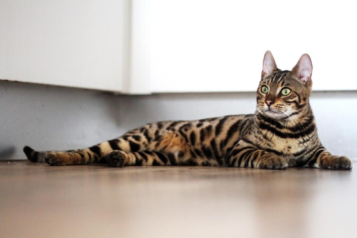 Bengal Kungsgarden Vladimir billede 13