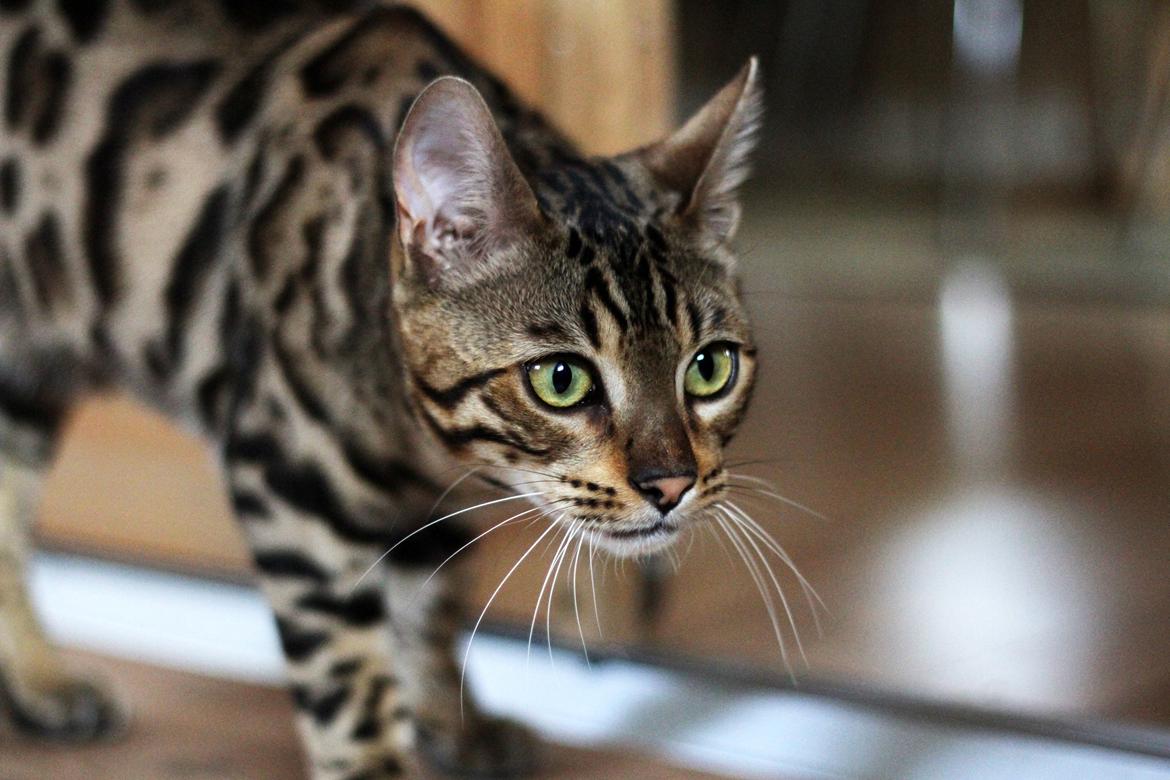 Bengal Kungsgarden Vladimir billede 10