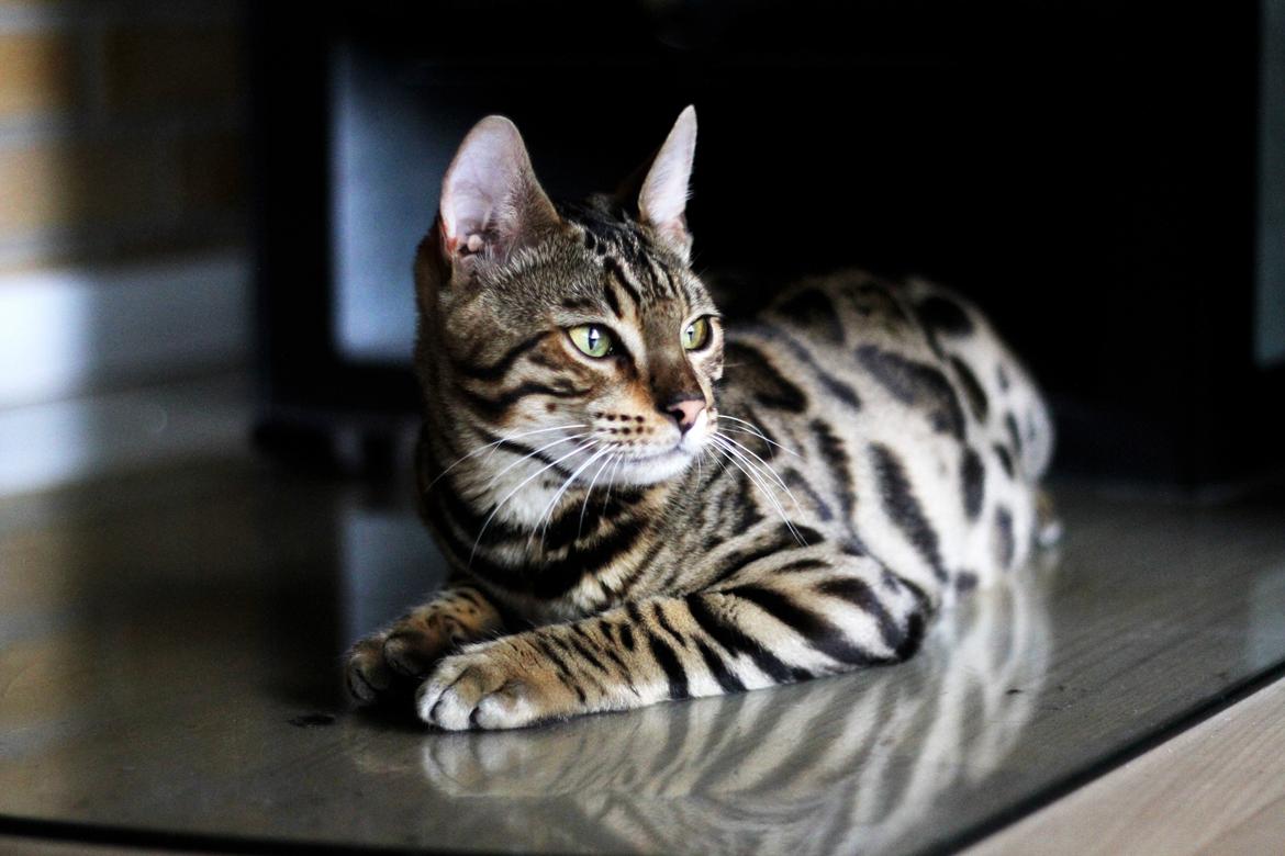 Bengal Kungsgarden Vladimir billede 3