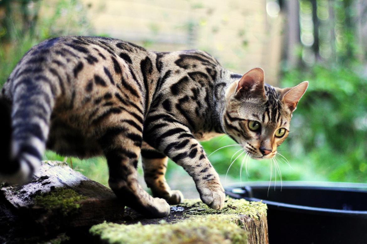 Bengal Kungsgarden Vladimir billede 8
