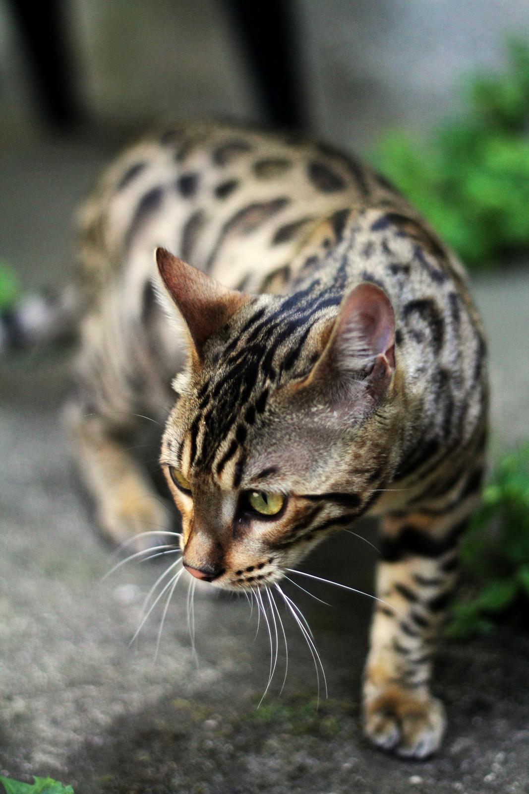 Bengal Kungsgarden Vladimir billede 4