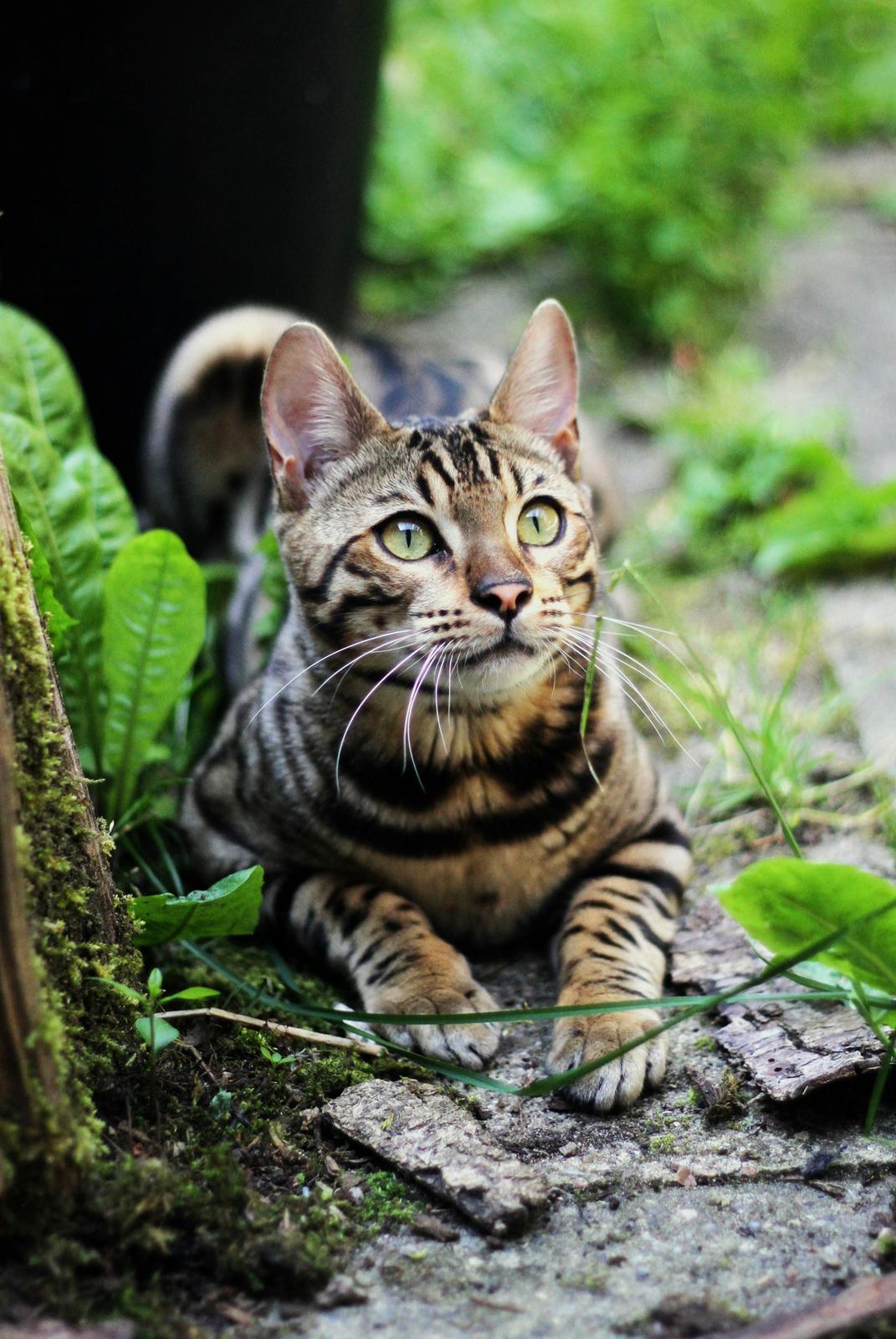 Bengal Kungsgarden Vladimir billede 9