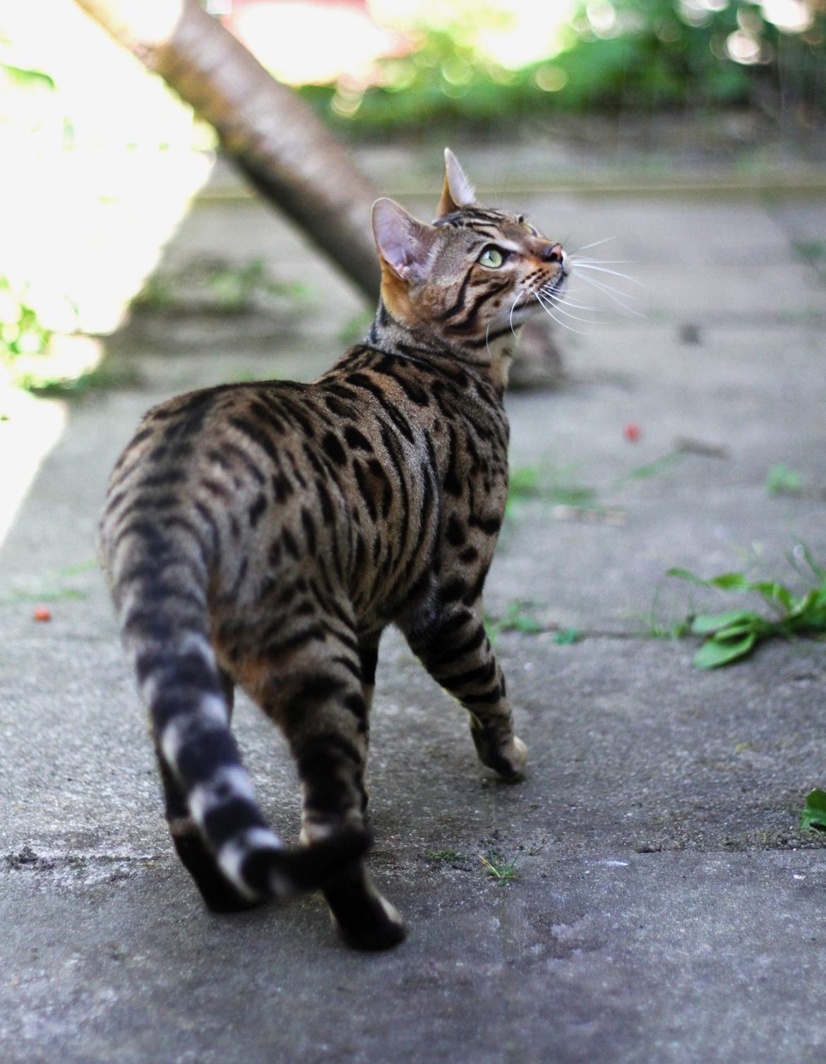 Bengal Kungsgarden Vladimir billede 14