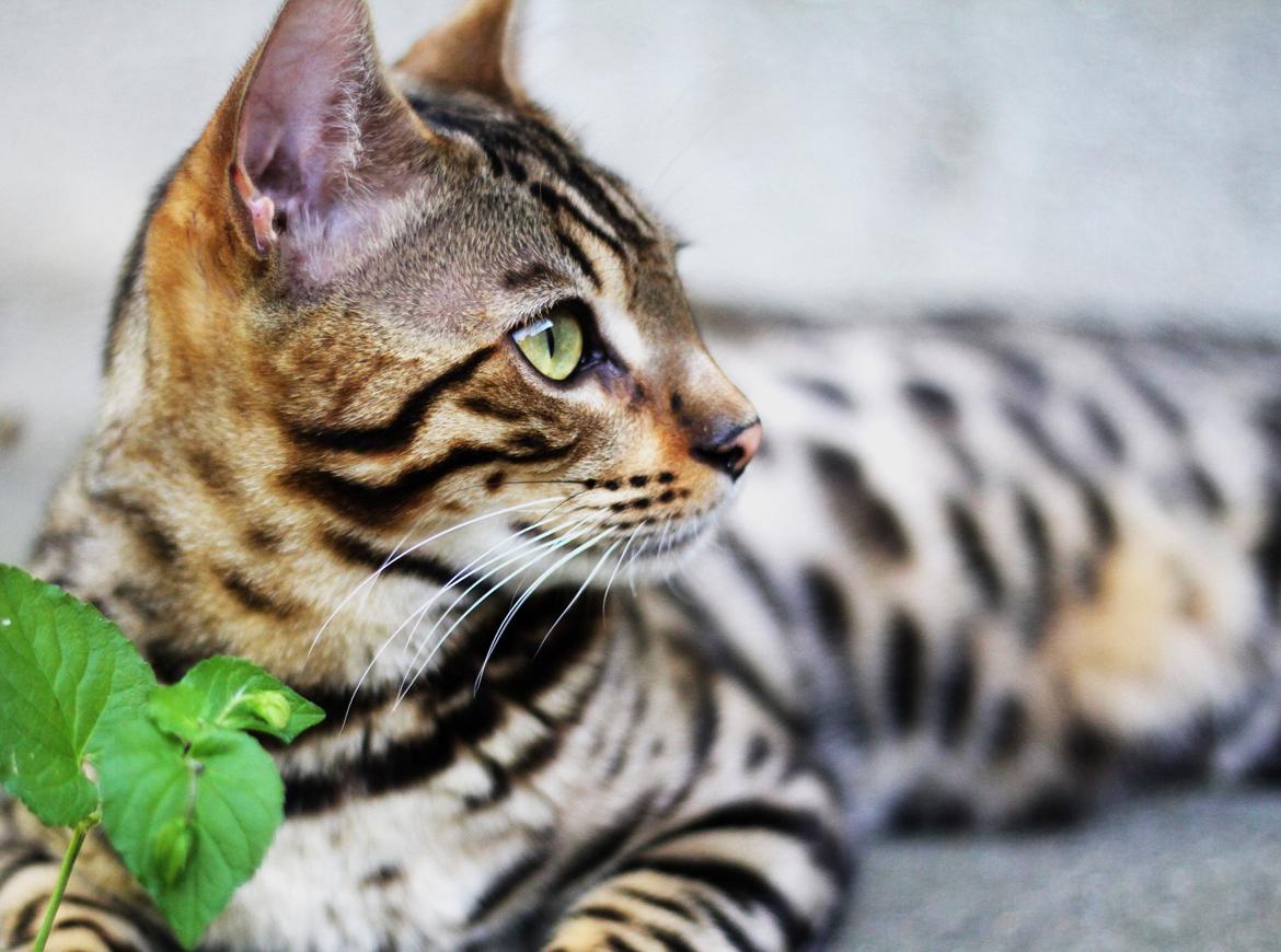 Bengal Kungsgarden Vladimir billede 5