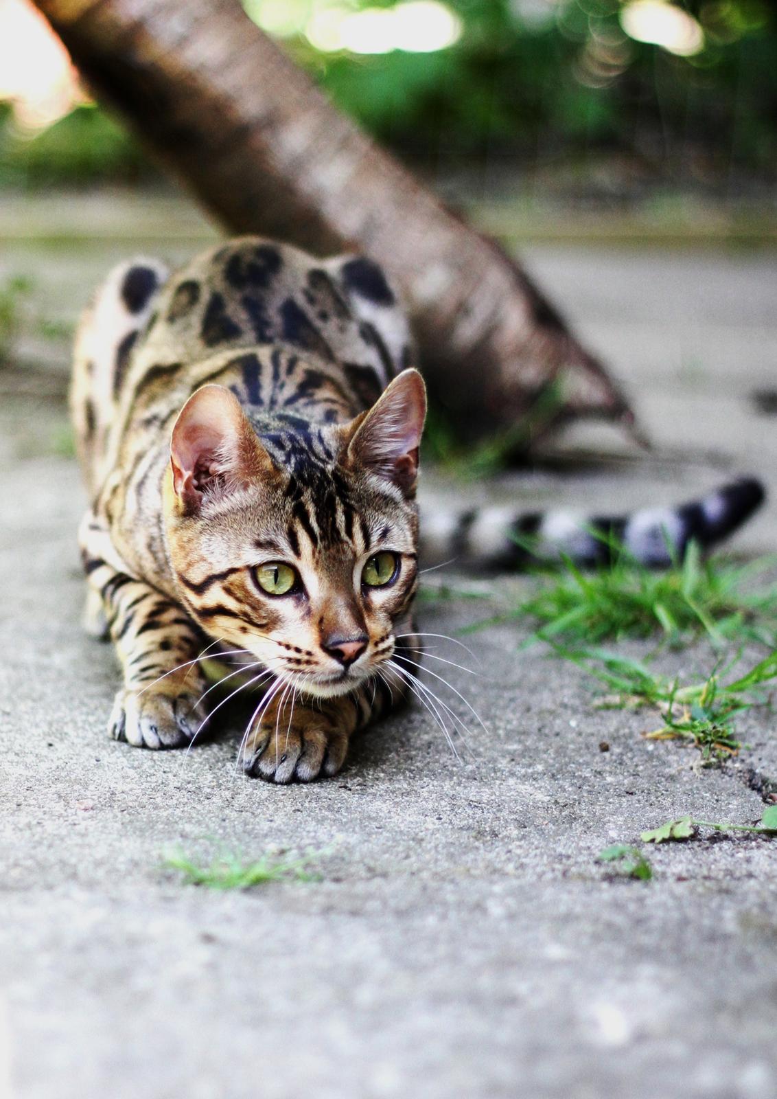 Bengal Kungsgarden Vladimir billede 7