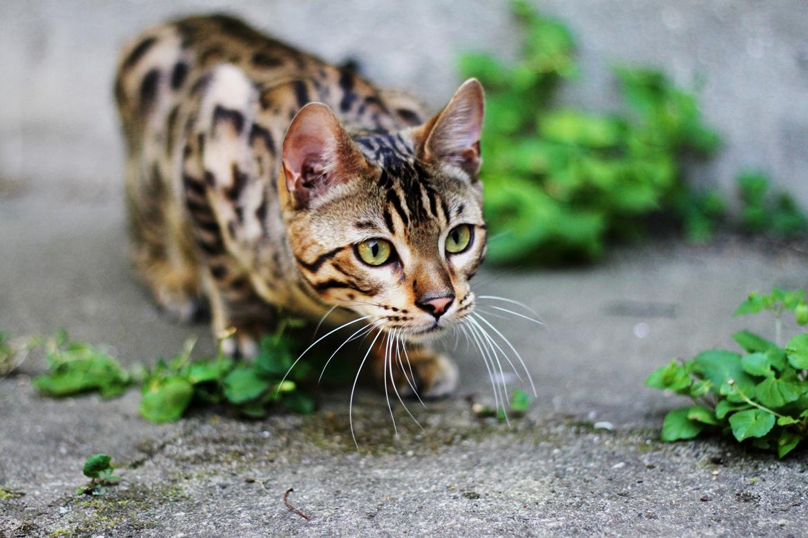 Bengal Kungsgarden Vladimir billede 12