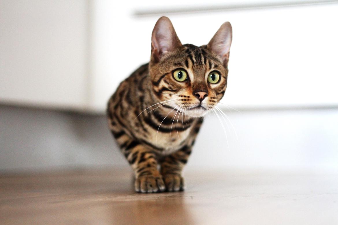 Bengal Kungsgarden Vladimir billede 1