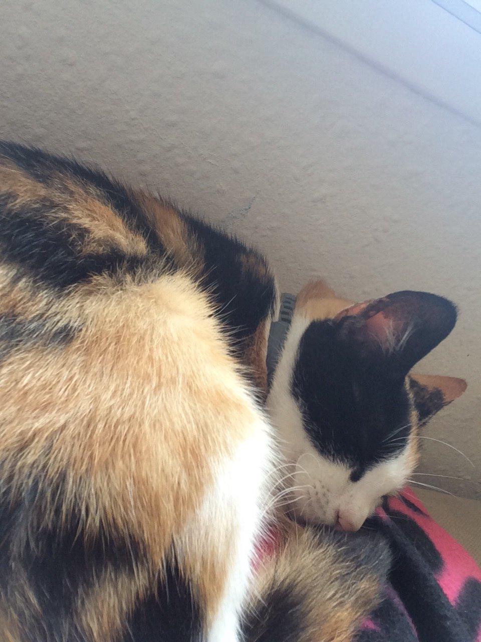 Huskat Kitty billede 24