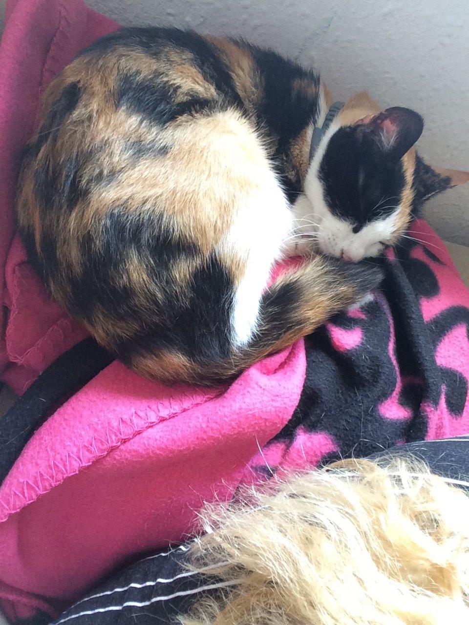 Huskat Kitty billede 23