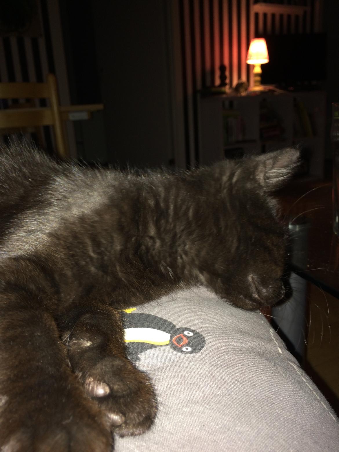 Huskat Salem. Den sorte panter :) billede 1