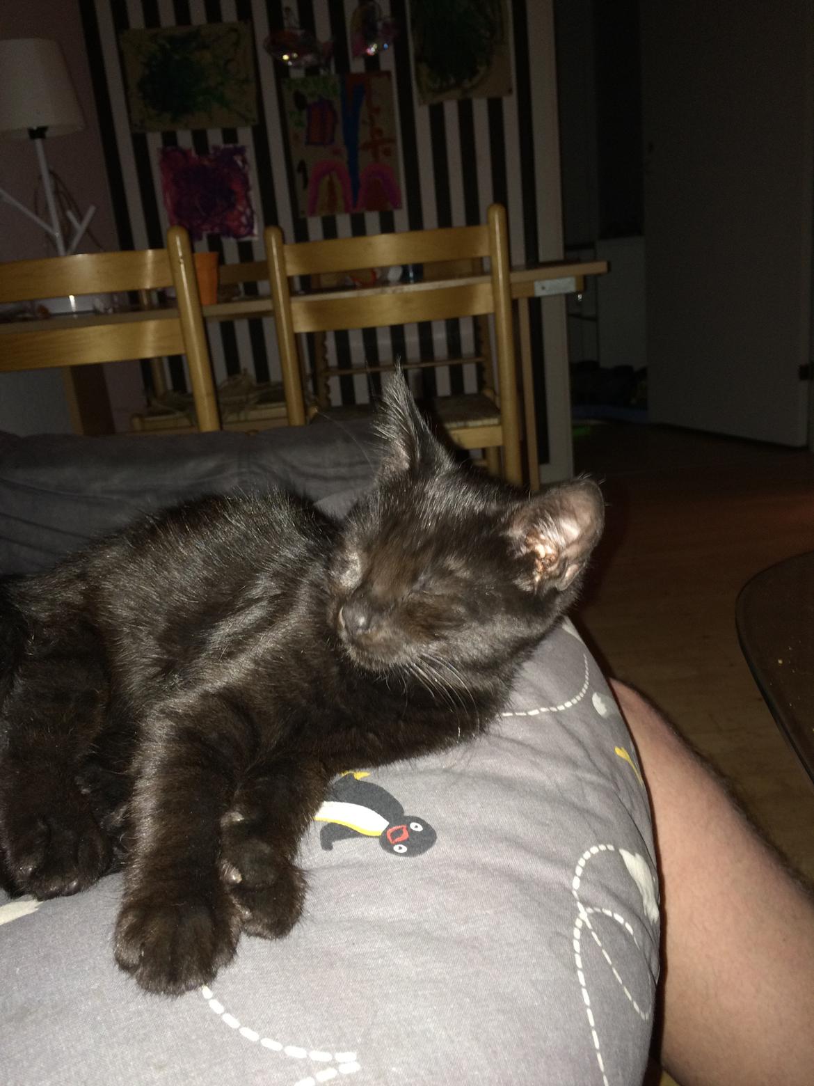 Huskat Salem. Den sorte panter :) billede 2