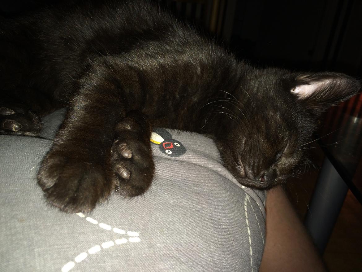 Huskat Salem. Den sorte panter :) billede 4