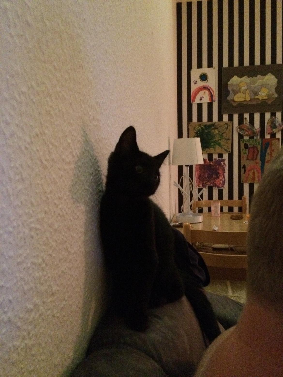 Huskat Salem. Den sorte panter :) billede 5