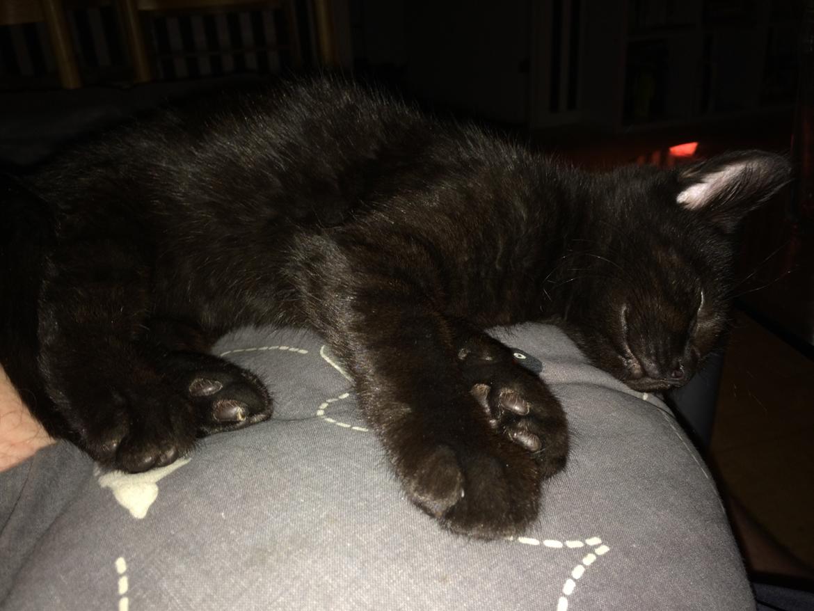 Huskat Salem. Den sorte panter :) billede 3