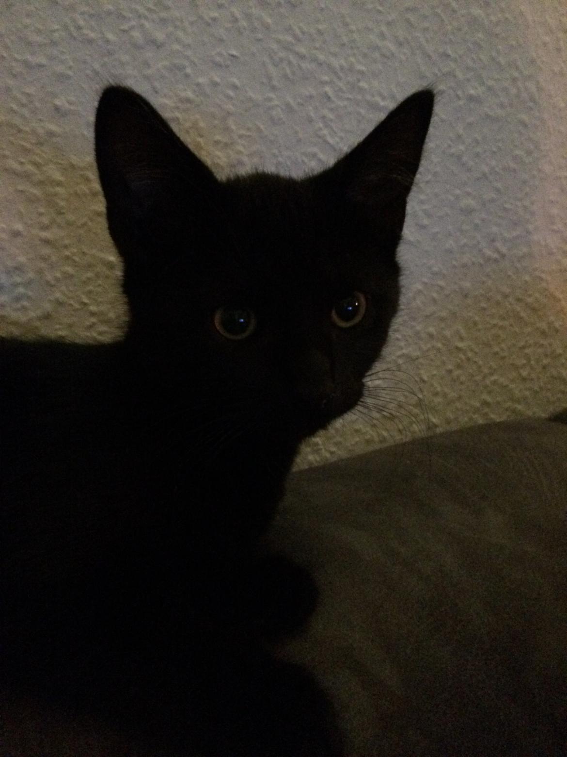 Huskat Salem. Den sorte panter :) billede 7