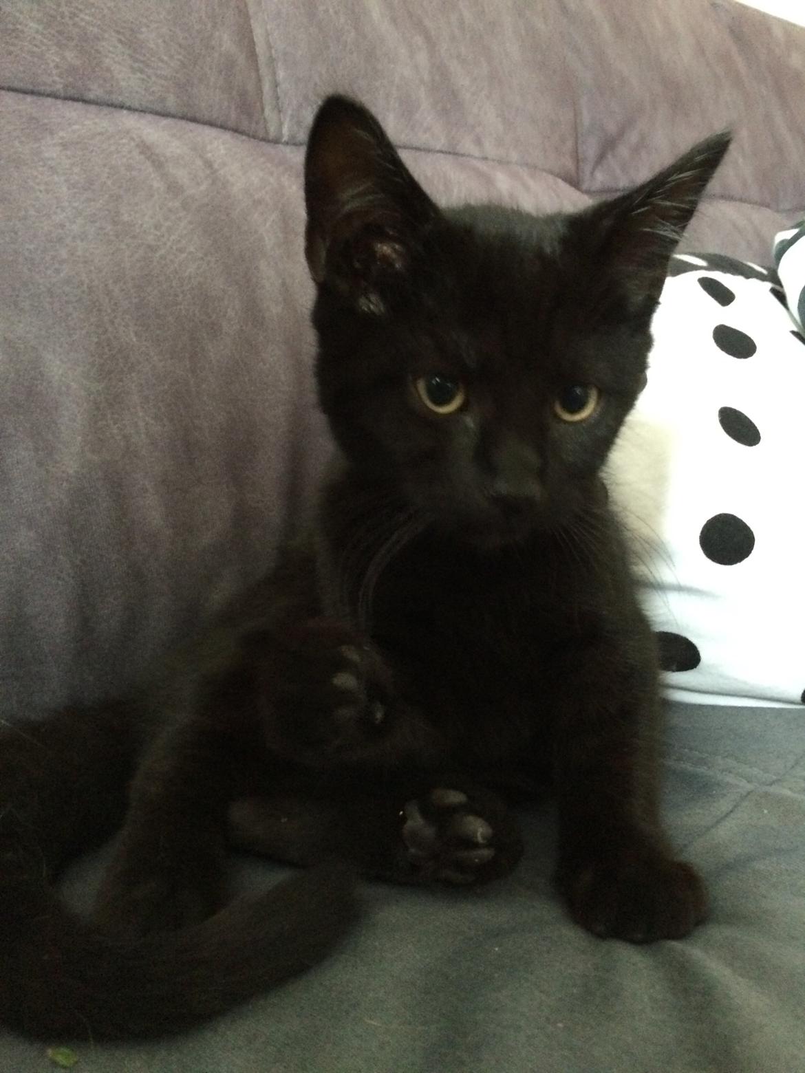 Huskat Salem. Den sorte panter :) billede 8