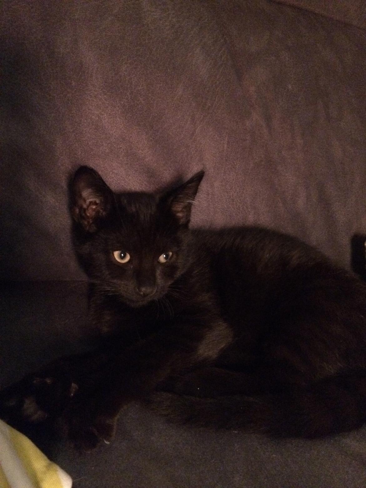 Huskat Salem. Den sorte panter :) billede 9