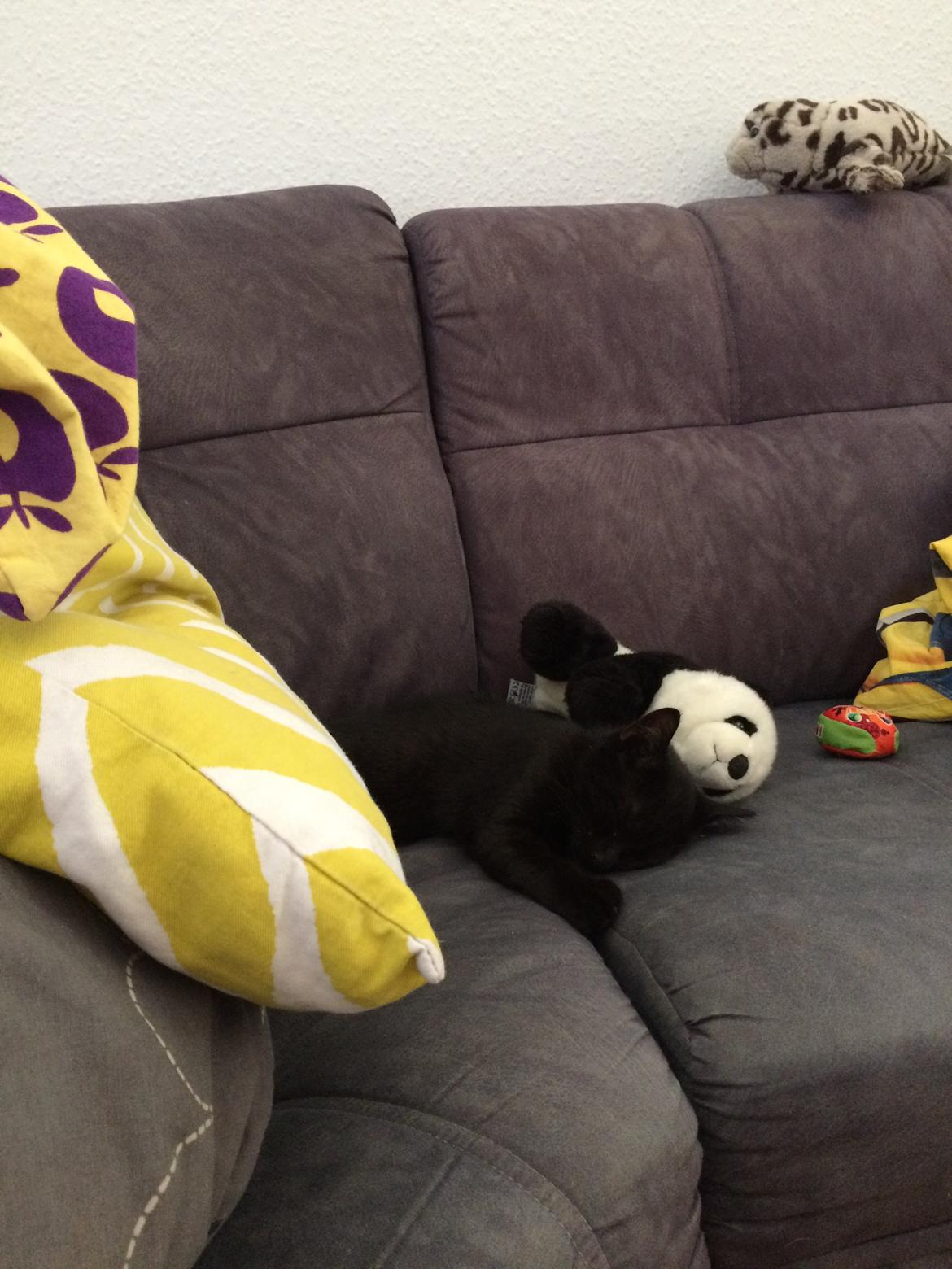 Huskat Salem. Den sorte panter :) billede 10