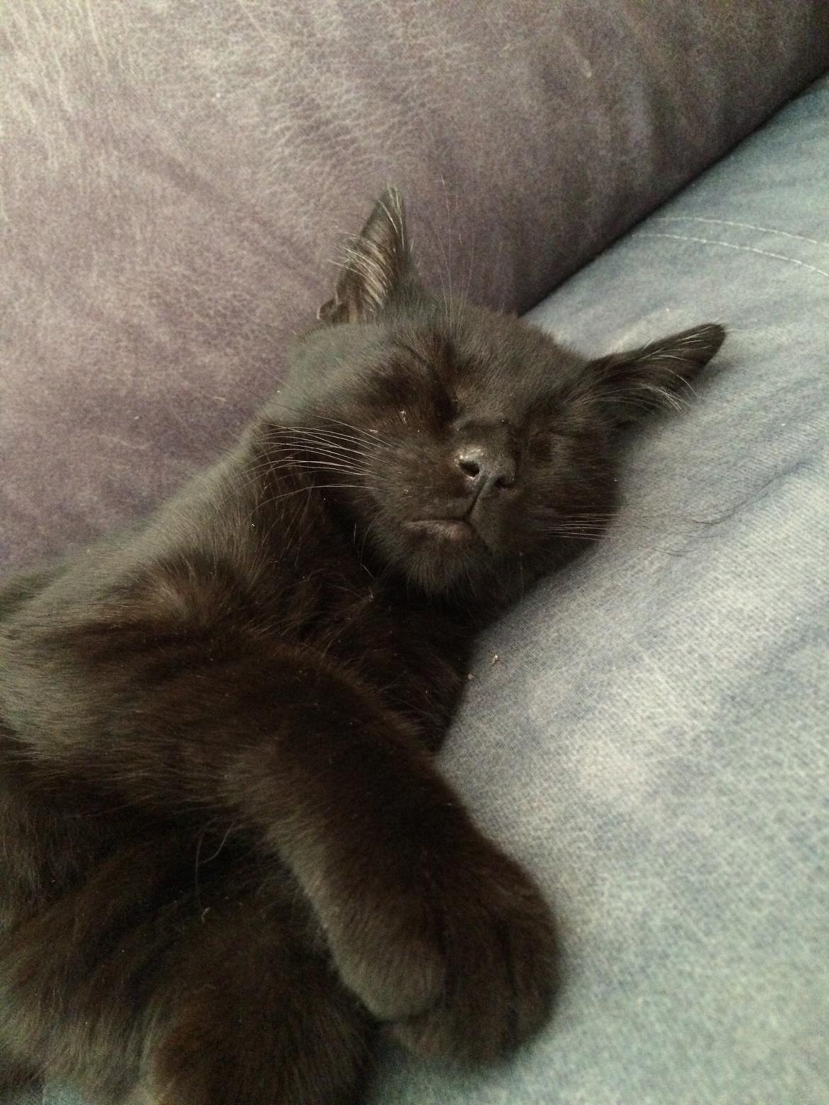 Huskat Salem. Den sorte panter :) billede 11