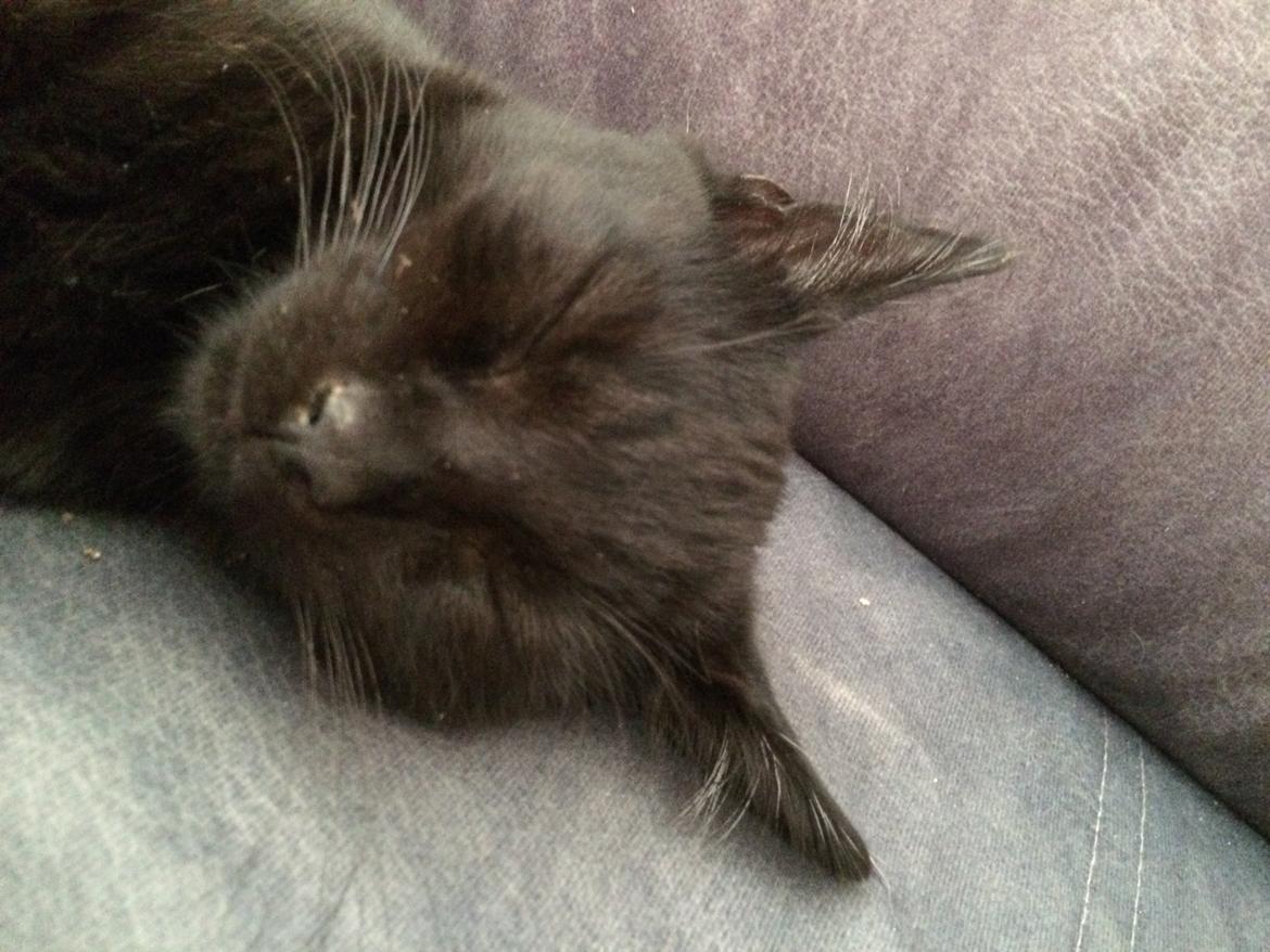 Huskat Salem. Den sorte panter :) billede 12