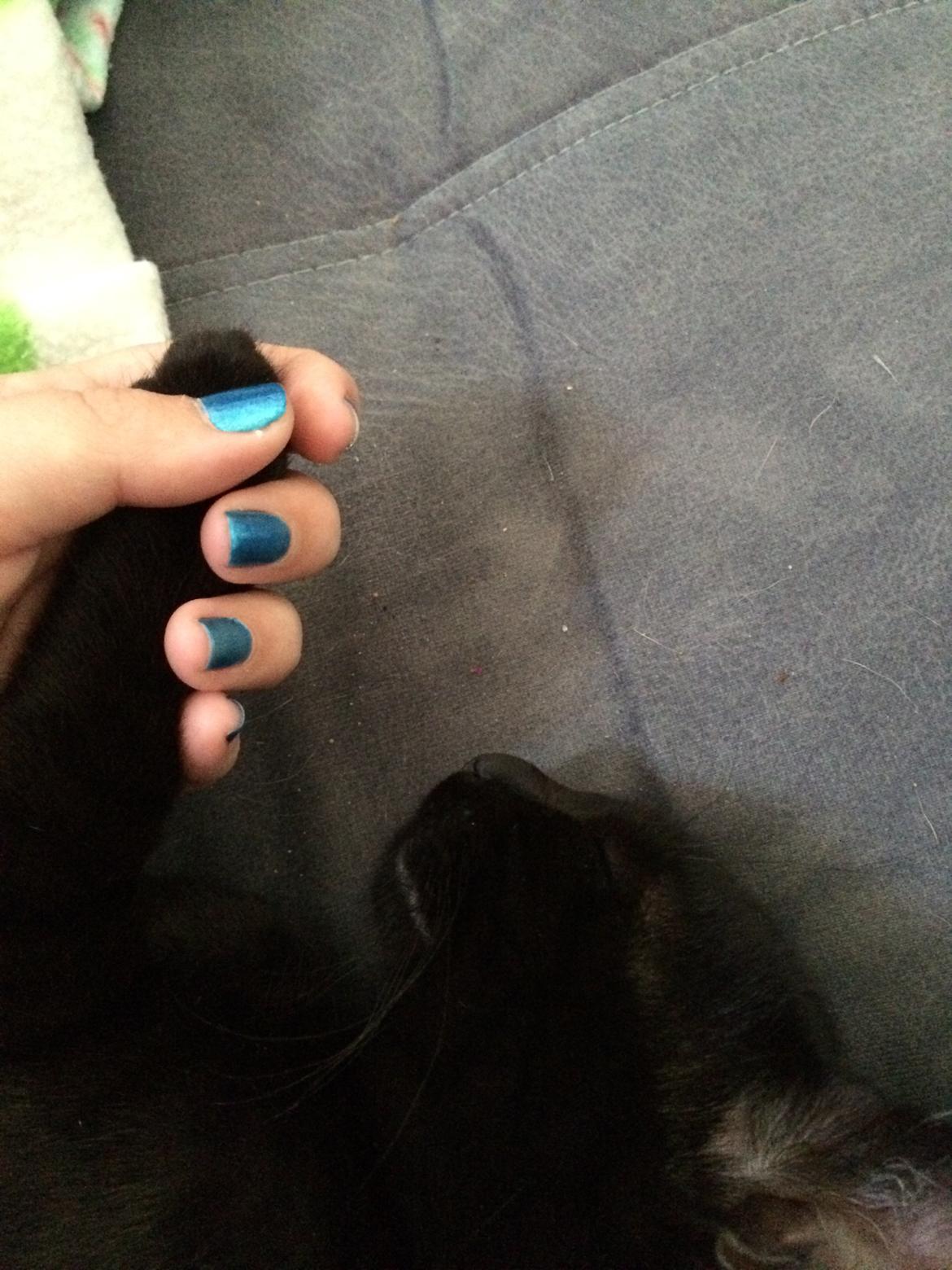 Huskat Salem. Den sorte panter :) billede 13