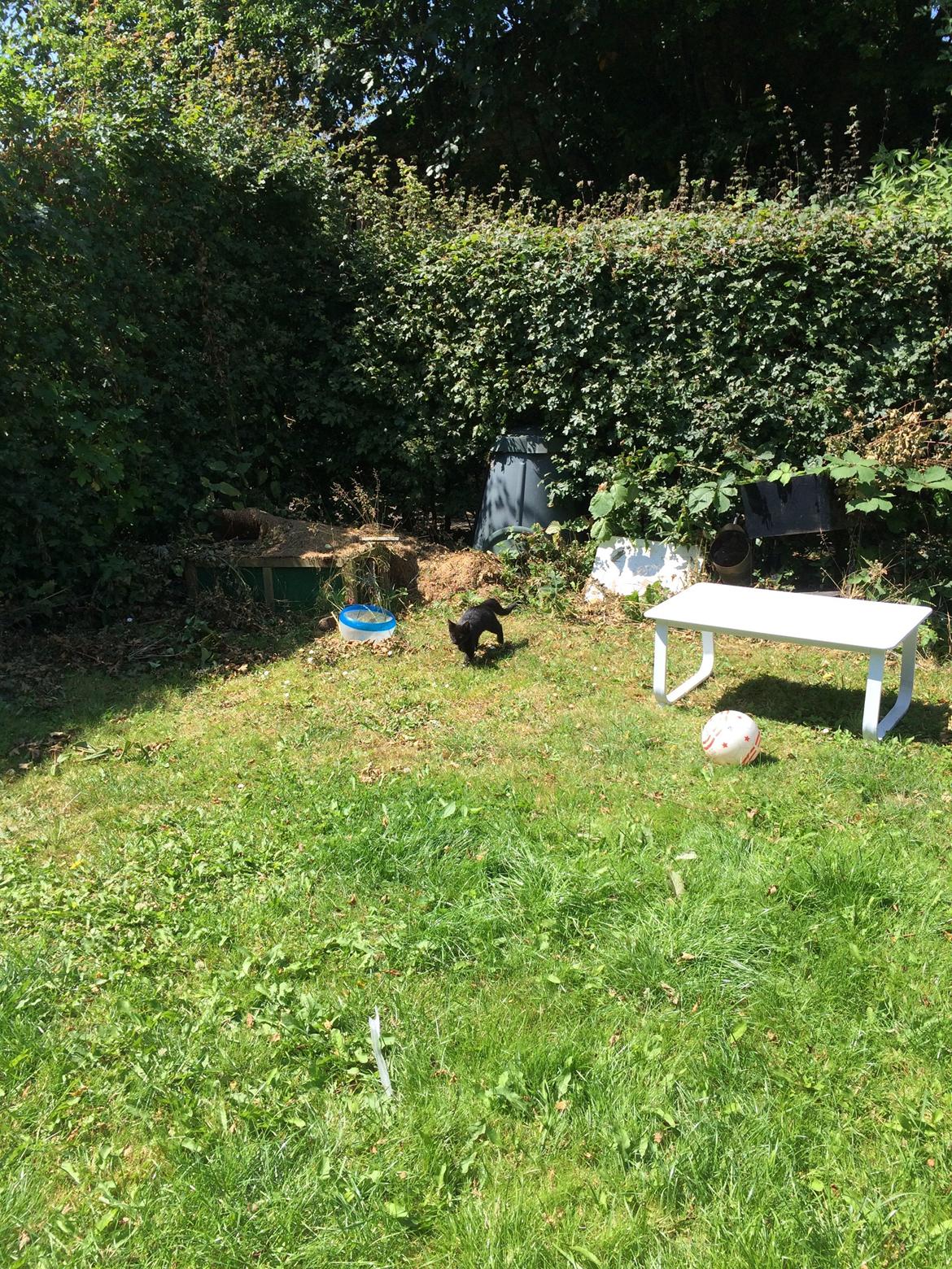 Huskat Salem. Den sorte panter :) billede 14