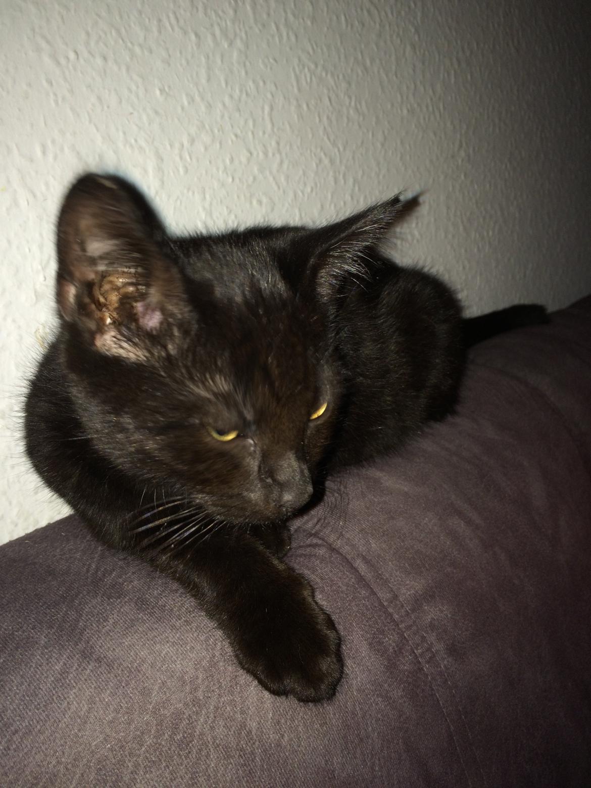 Huskat Salem. Den sorte panter :) billede 6