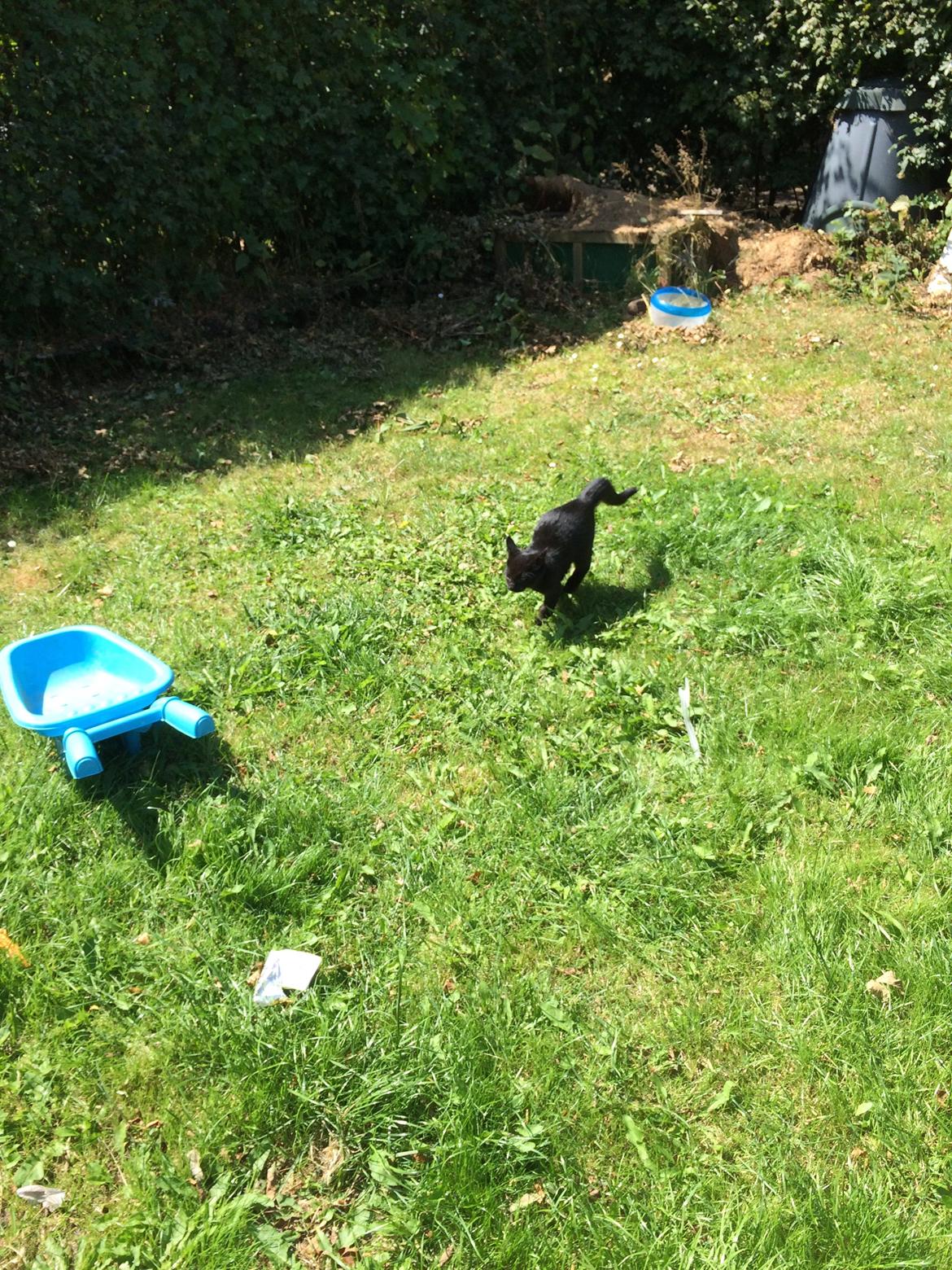 Huskat Salem. Den sorte panter :) billede 15