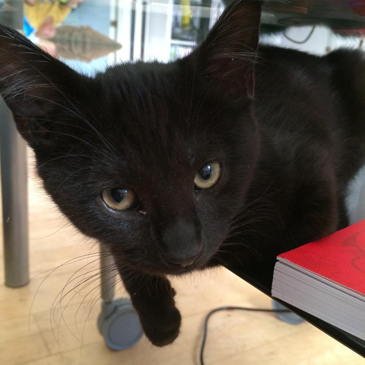 Huskat Salem. Den sorte panter :) billede 16