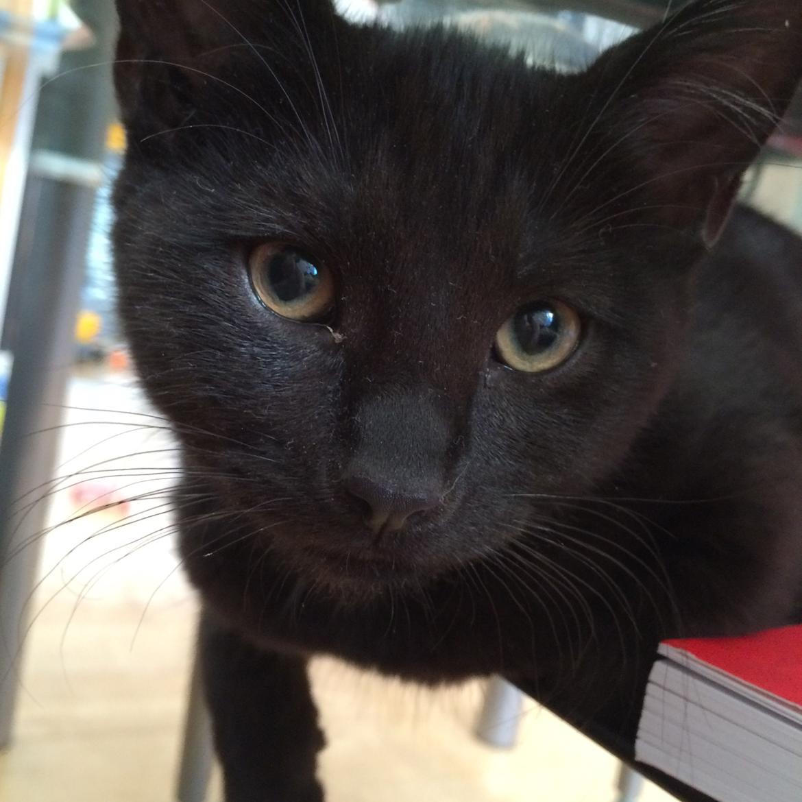 Huskat Salem. Den sorte panter :) billede 18