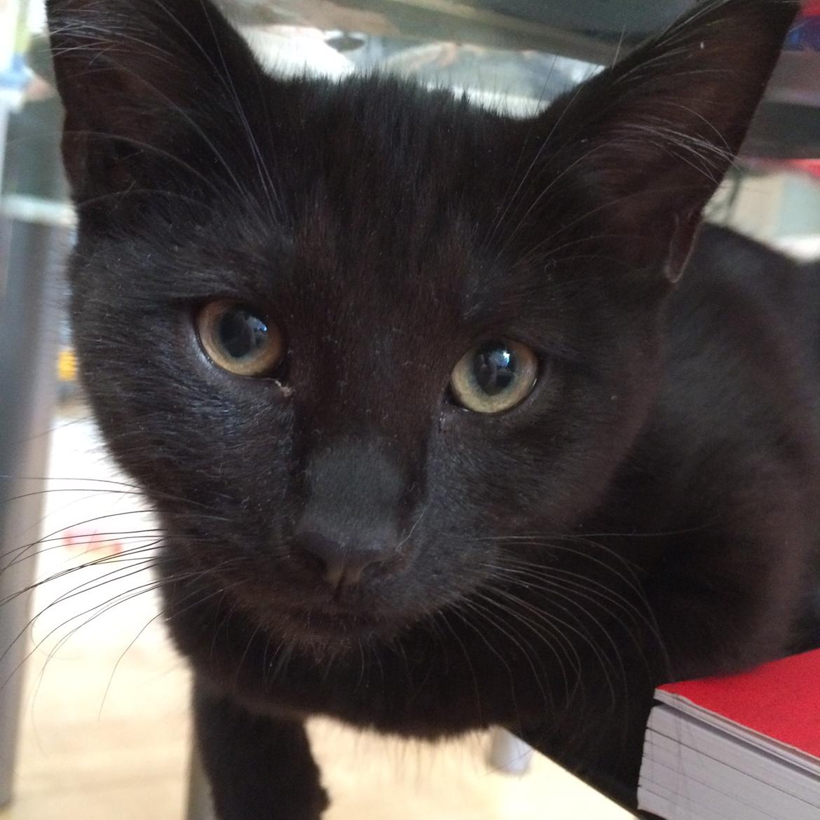 Huskat Salem. Den sorte panter :) billede 19