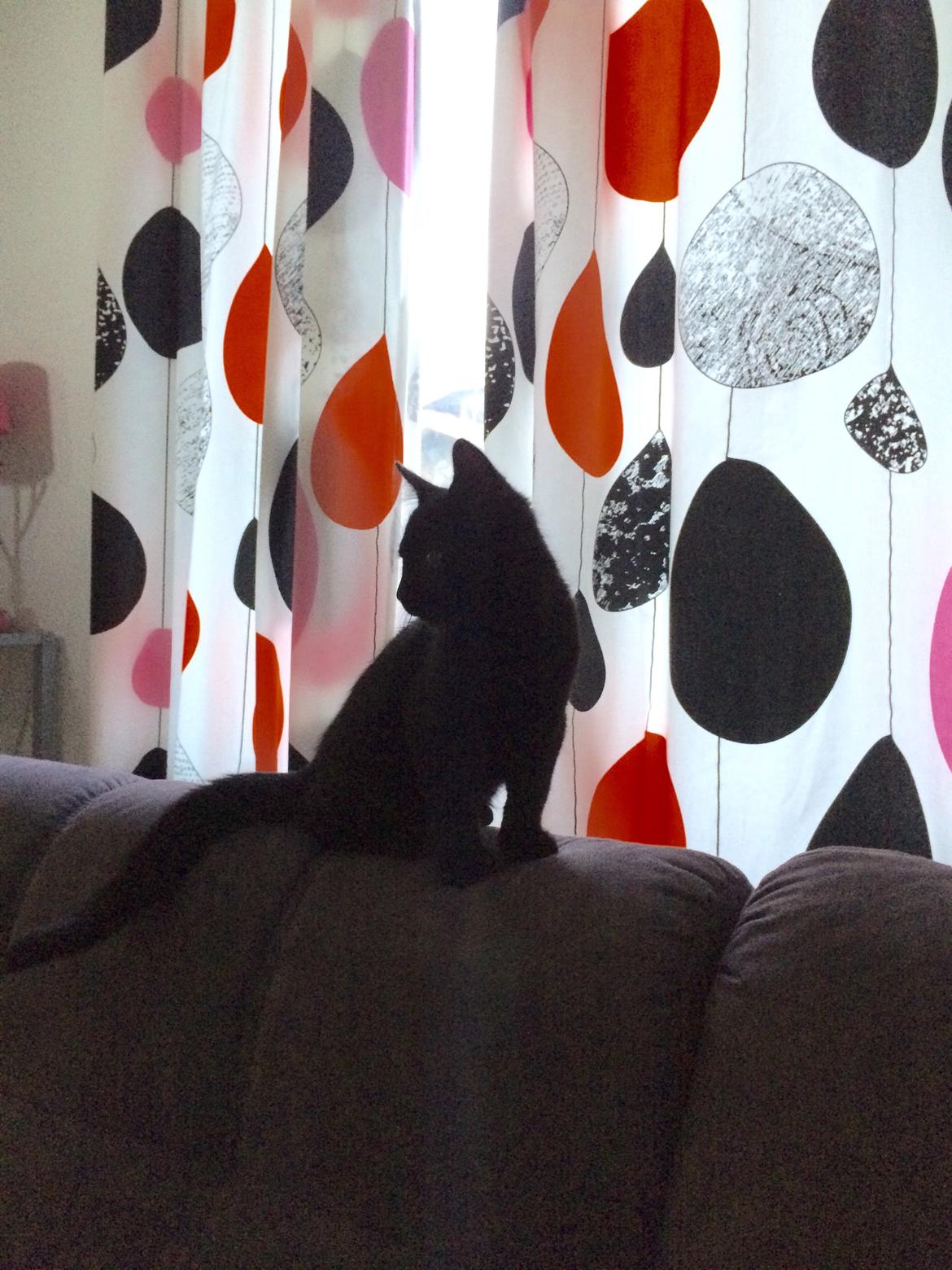 Huskat Salem. Den sorte panter :) billede 20